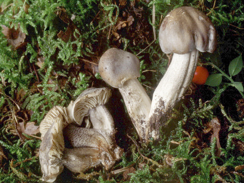 Proposta di studio di Tricholoma saponaceum